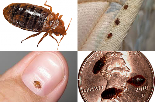 protect a bed bed bug for single mattress