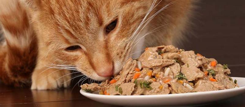 Можно котам сырую печень. Cat food. Кот с сыром. Best of food для кошек. Корм для кошек eat healthy food.