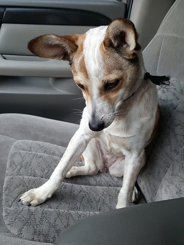 Dog Found Crying on the Road Kisses Her Rescuer! Women Daily Magazine