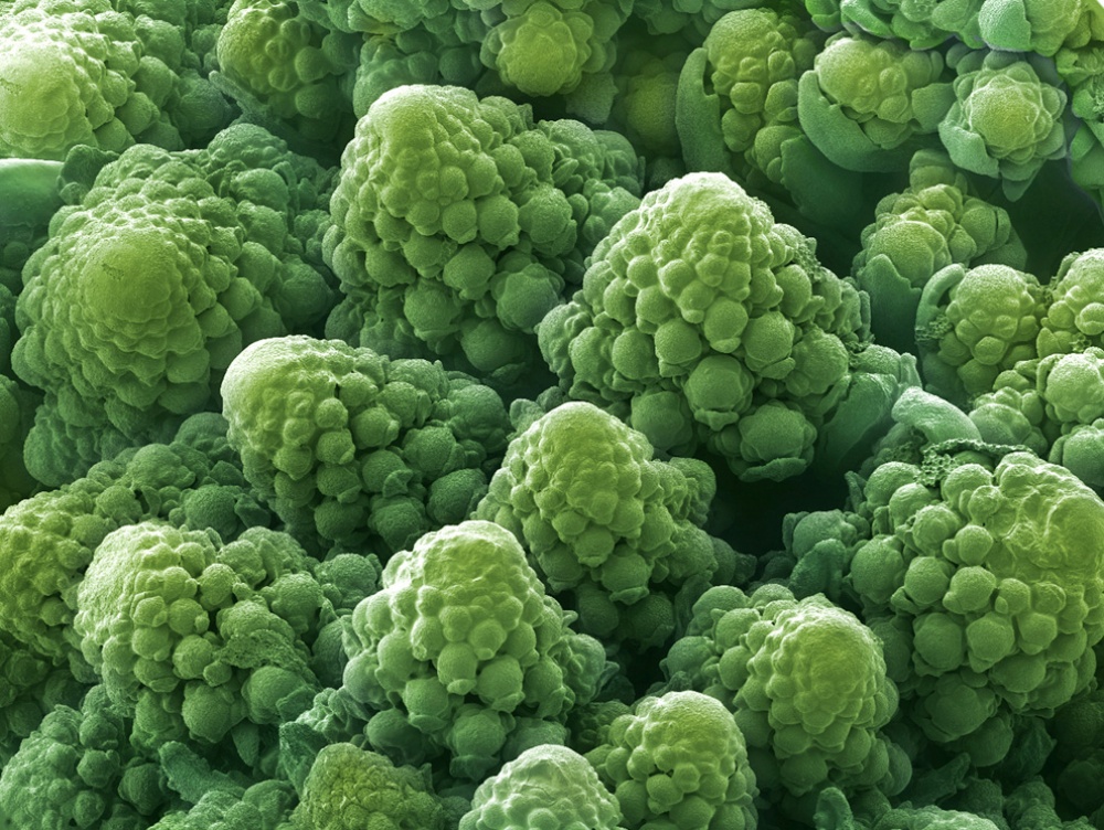 Fascinating Photos of Foods Under the Microscope That You’ve Never Seen
