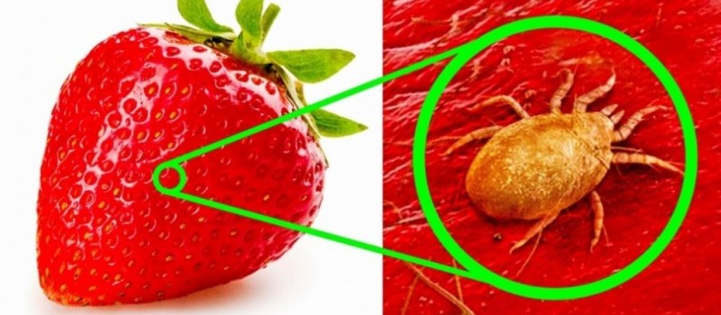 Fascinating Photos of Foods Under the Microscope That You’ve Never Seen