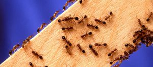 ant control expert