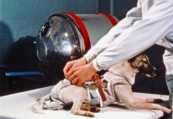 first dog travel in space