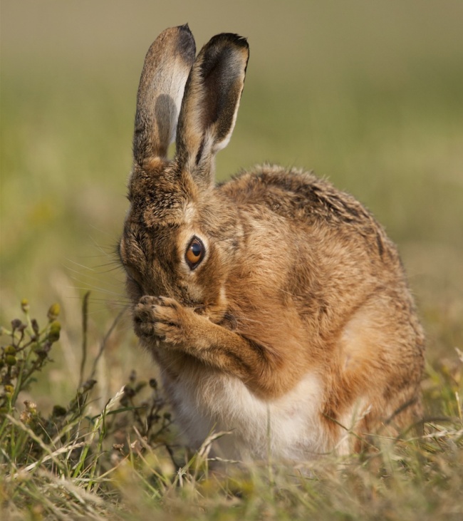 12-adorable-pregnant-animals-will-warm-heart-11 - Women Daily Magazine