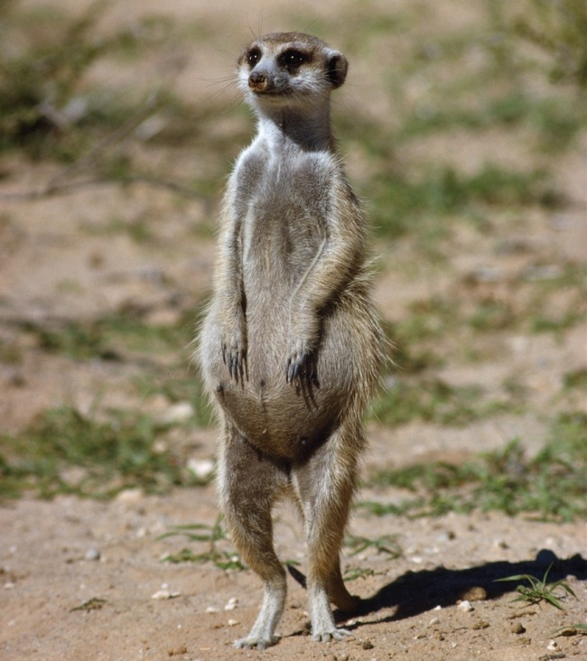 12-adorable-pregnant-animals-will-warm-heart-5 - Women Daily Magazine