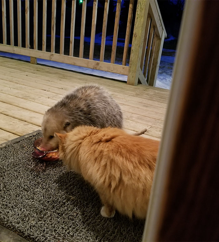 thiscatsreactiontopossumstealingherfoodishilarious5 Women