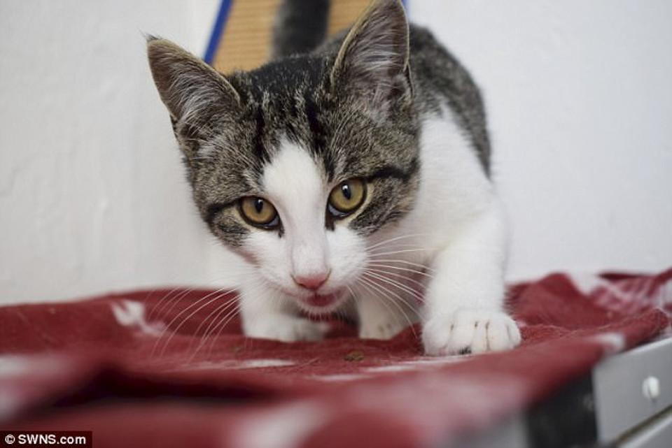 Kitten Survives A 300 Mile Journey From France To Britain Trapped In 