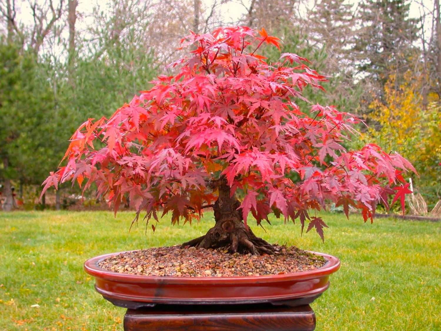 Eight-beautiful-trees-that-are-suitable-for-use-in-small-gardens-1-1