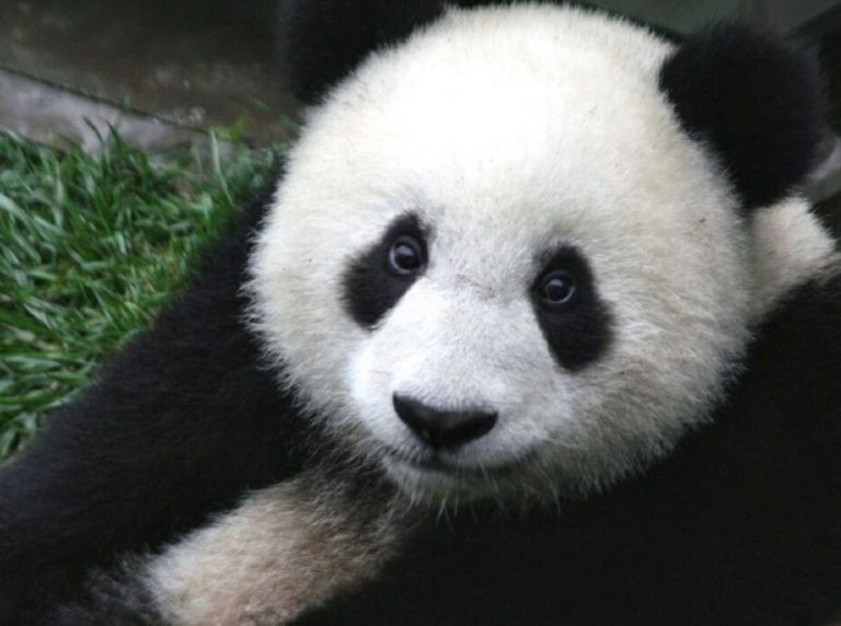 The Importance of Zoos in Conservation Women Daily Magazine