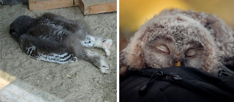 Adorable Photos That Show How Owls Sleep With Their Faces Down - Women