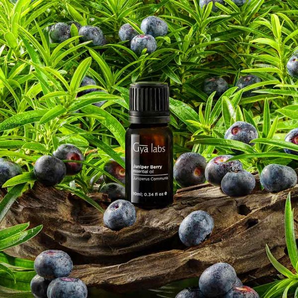 Phenomenal Uses & Benefits Of Juniper Berry Essential Oil Women Daily