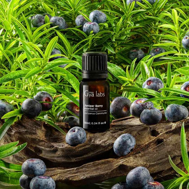 Phenomenal Uses & Benefits Of Juniper Berry Essential Oil Women Daily
