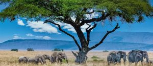 best things to do in Tanzania
