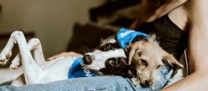 dog facts