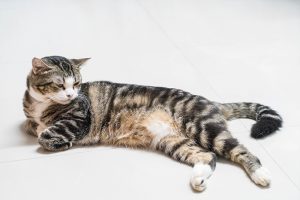 Unraveling the Mystery: The Fascinating Purpose Behind Cats' Belly