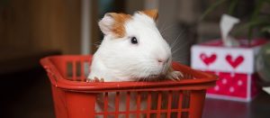Guinea pig