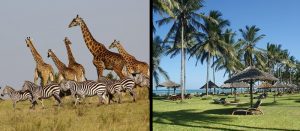 Kenya Safari