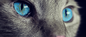 myths about cats