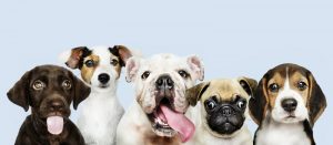 dog body language