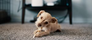 proactive puppy parenting