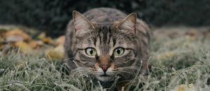 cat's personality