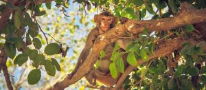 animal-friendly tourism