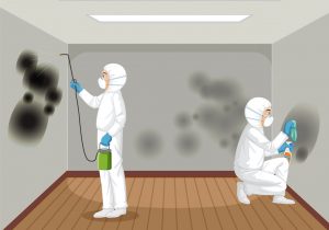 mold removal