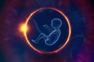 embryo donor