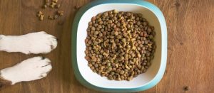 dry dog food