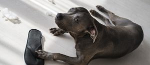 dogs during storm