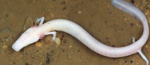 human fish