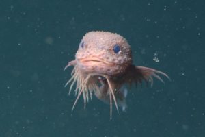 Bumpy snailfish