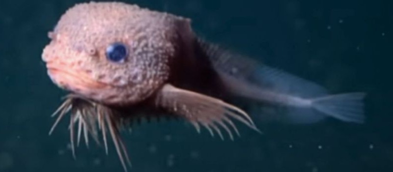 Bumpy snailfish